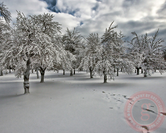 Silent Winter