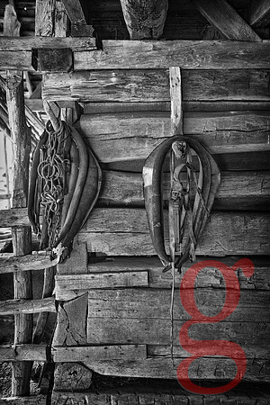 Horse Collars