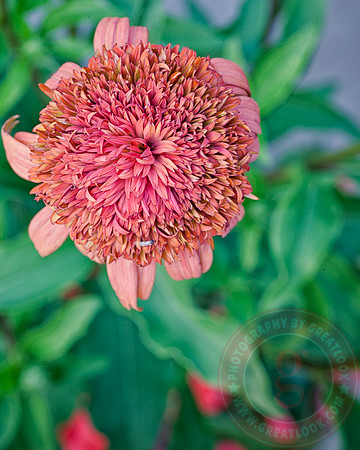 Bloom