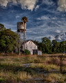 Water Tower Palm