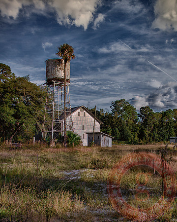 Water Tower Palm