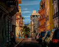 Alley Palm