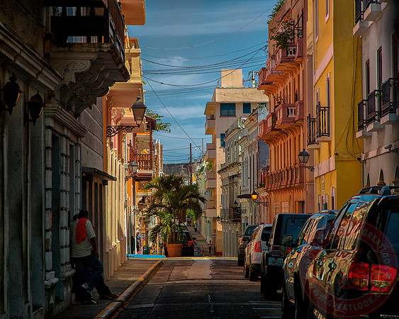 Alley Palm