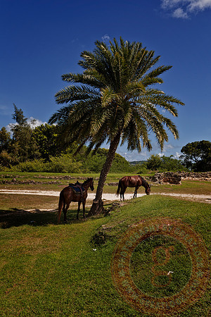 Horses