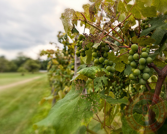 Grapes